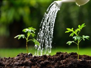 A close-up of two small green seedlings growing in soil while water is poured over them from a white watering can. The background is blurred with shades of green. | High 5 Plumbing, Heating & Cooling