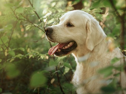 A golden retriever with its mouth open and tongue out sits among green foliage in an outdoor, sunlit setting. | High 5 Plumbing, Heating & Cooling
